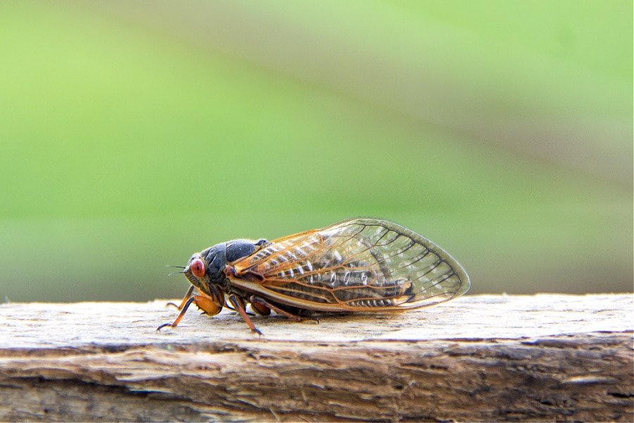 cicada on a fence post