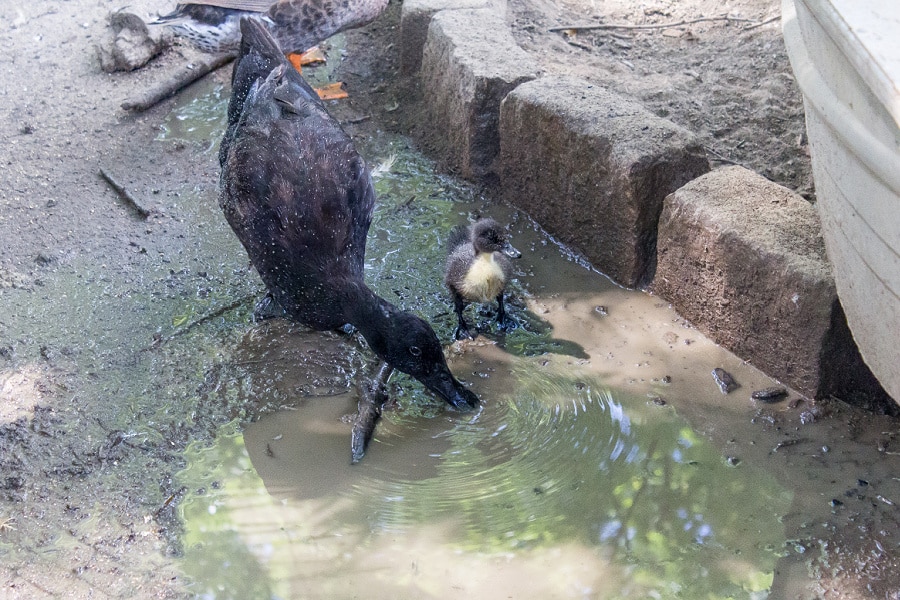 a black mama duck and her duckling playing in a mud puddle
