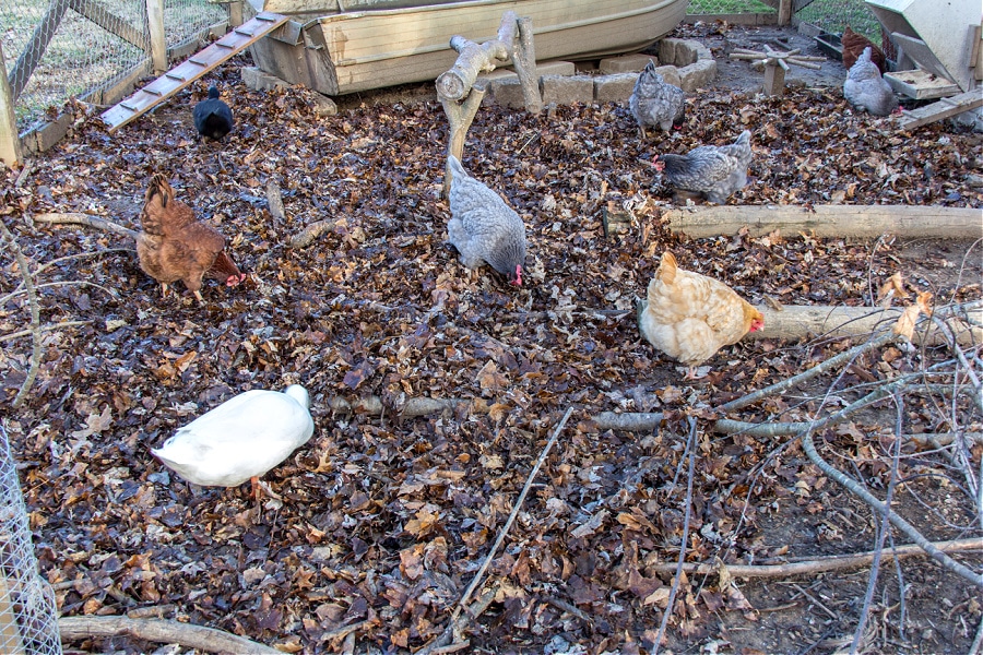 chickens and ducks foraging in fall leaves