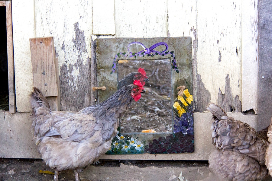 a sapphire gem chicken looking into a mirror