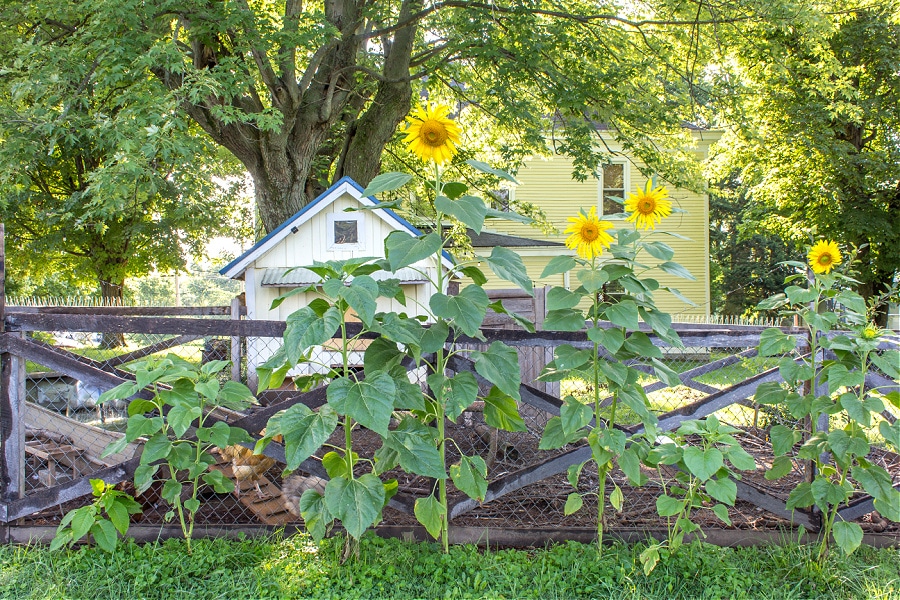 sunflowers growing around a chicken pen